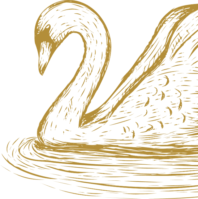 Swan Illustration